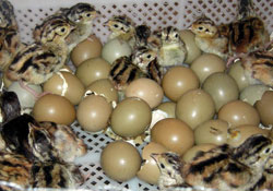 Sülün yavruları canlı yayınla dünyaya gelecek