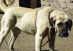 Kangal dehşeti