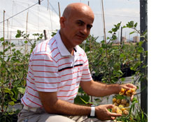 "Süper meyve" yaygınlaştırılacak