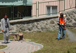 Canik kene ile mücadele ediyor