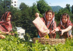 ÇAYKUR 25 yılın rekorunu kırdı