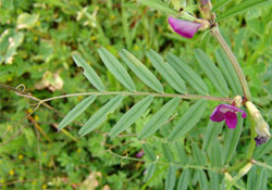 Fiğde büyük artış