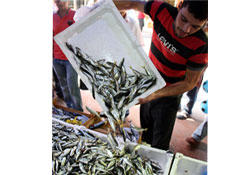 Şimdi mangal zamanı!