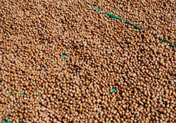 Fındık fiyatı tavan yaptı!