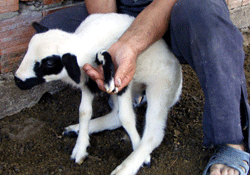 5 Ayaklı kuzu görenleri hayrete düşürüyor