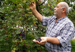 Fıdığa alternatif;Böğürtlen
