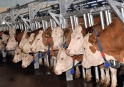 Kurban Bayramı için EBK'dan önemli hamle