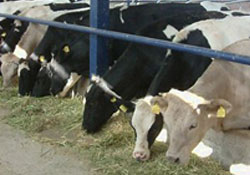 Hayvansal ürüne 'piyasa düzeni'