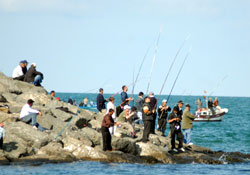 At çek'e yoğun ilgi