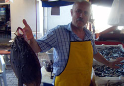 Dip trolü başladı,balık bollaştı