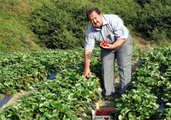 Çiftçiler kesinlikle çilek üretmeli