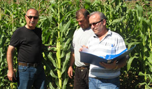 Yeni mısır çeşidinde rekor verim