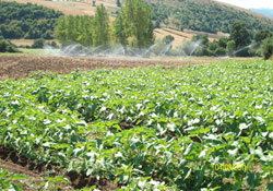 Hedef kente göçü engellemek