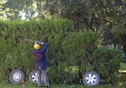 Çalıdan Ayı, mazıdan kamyon