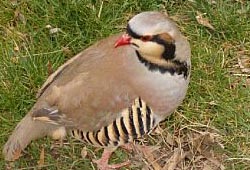 Keklik düz ovada avlayacak