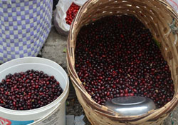 Kızılcık tezgahlarda