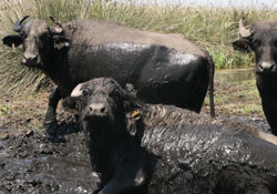 Dünyada artıyor Türkiye'de ise geriliyor