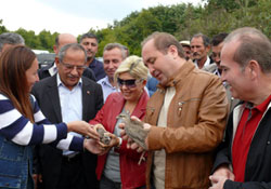 Kınalı keklikler doğada