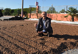 Fındık fiyatı üreticiyi mutlu etti