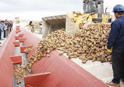 Şekerde tehlike çanları çalıyor