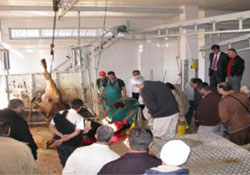 KURBAN KESİM KURSU