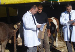 KURBANLIKLARA DİKKAT