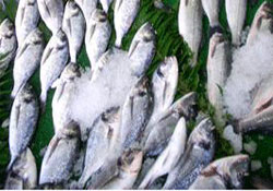 Levrek daha lezzetli olacak