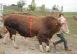 Pazarın maskotu kral
