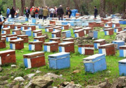 Arıcıların emeğini kimse çalmasın"