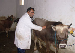 Kurban kesim yerleri belli oldu