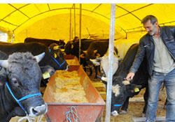 KURBANLIKLAR PAZARA İNDİ