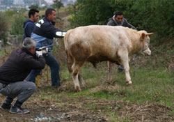 Alo ! 'Boğam kaçtı' yetişin