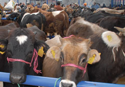 "Bataklık kurutulması çözüm değil'