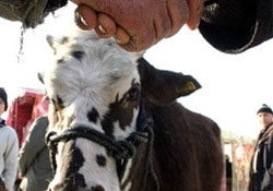 Kurbanda dişi hayvan kesmeyin