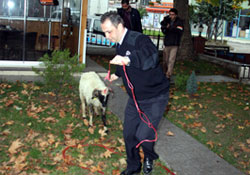 Sahibinden kaçtı polis yakaladı