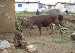 Potansiyel var çalışma yok!