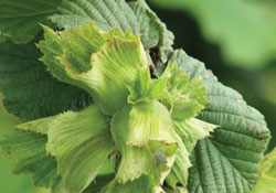 'Düz ovada ithal ürün yetiştirin'