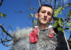 Bu tavuklar altın yumurtluyor