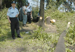 Ağaç altında kalan çocuk öldü