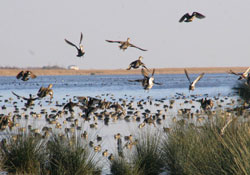 yeni bir kuş türü bulundu