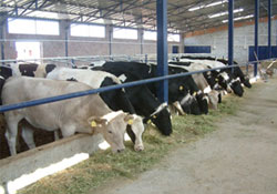 Süt sığırcılığı iflas noktasında