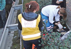 TRAFİK CANAVARI YOLLARDA