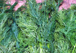 Kötü ağız kokusuna dereotu