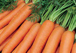 Zam şampiyonu havuç