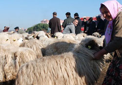 KOYUN SEVİNCİ