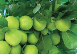 Eriğin sağlığa etkileri