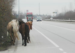 Başıboş atlar trafikte tehlike saçıyor