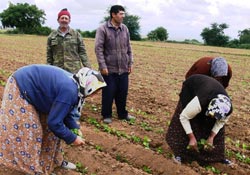 Tütün fidesi toprakla buluştu