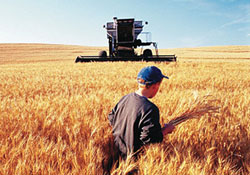Tarlada devrim: Çiftçi borlu gübre kullanacak, hasat yüzde 20 artacak