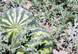 Karpuza Avrupa Kupası dopingi